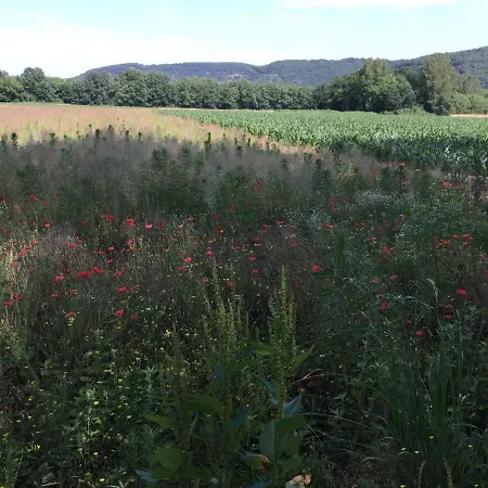 Vakantiehuis 36 Rue Louqsor *